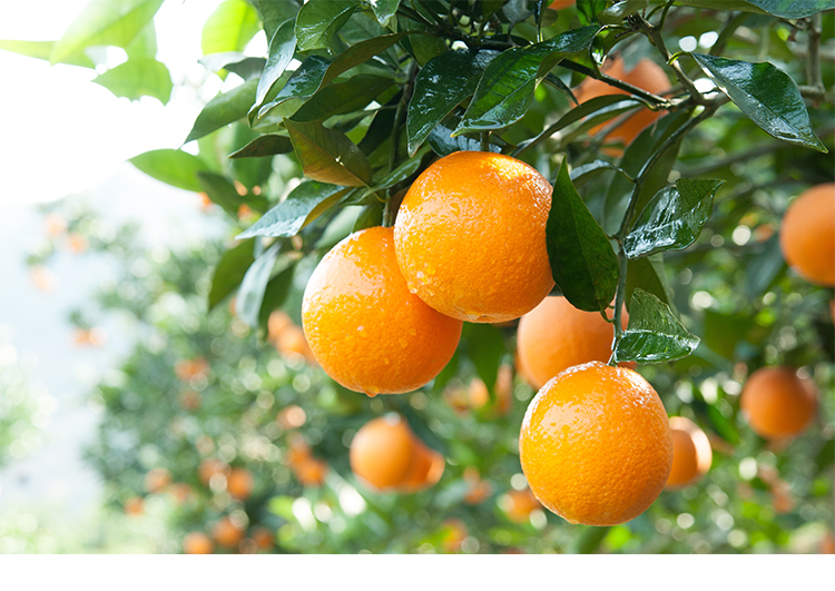 Authentic Zigui Lun late sweet oranges, fresh seasonal fruits, high-quality large fruits, 15-18 pieces, gift box, 10 jins, net 8.8 jins | togel onlinebet com, situs ceme online terbaik, hoki268(图2)