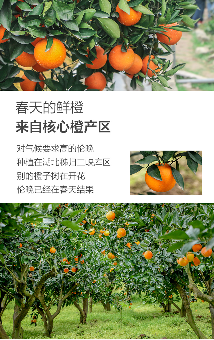 Hubei Ziguilun night navel orange 4kg gift box sweet orange single fruit starting from 220g | super heboh 88 slot, pentasslot, gtatogel, rtp judikartu, cleo slots(图3)